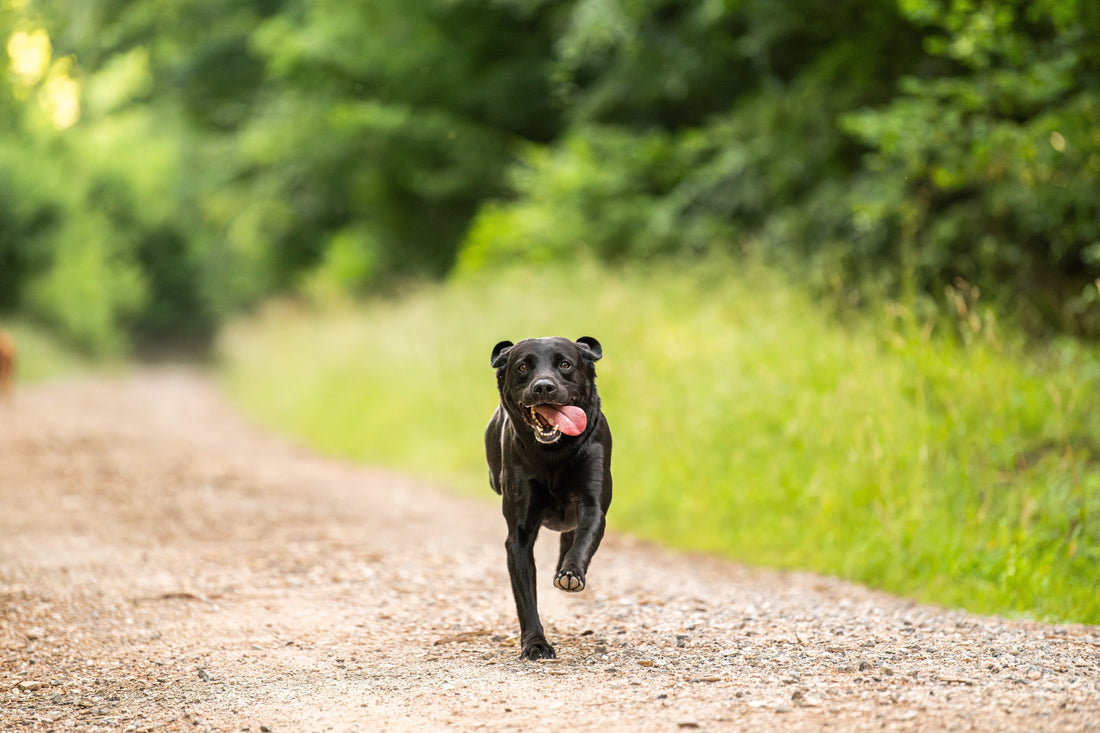 Why Some Dogs Are Always Scratching, Scooting or Feeling Off — A Vet's Guide to the Proinflammatory State