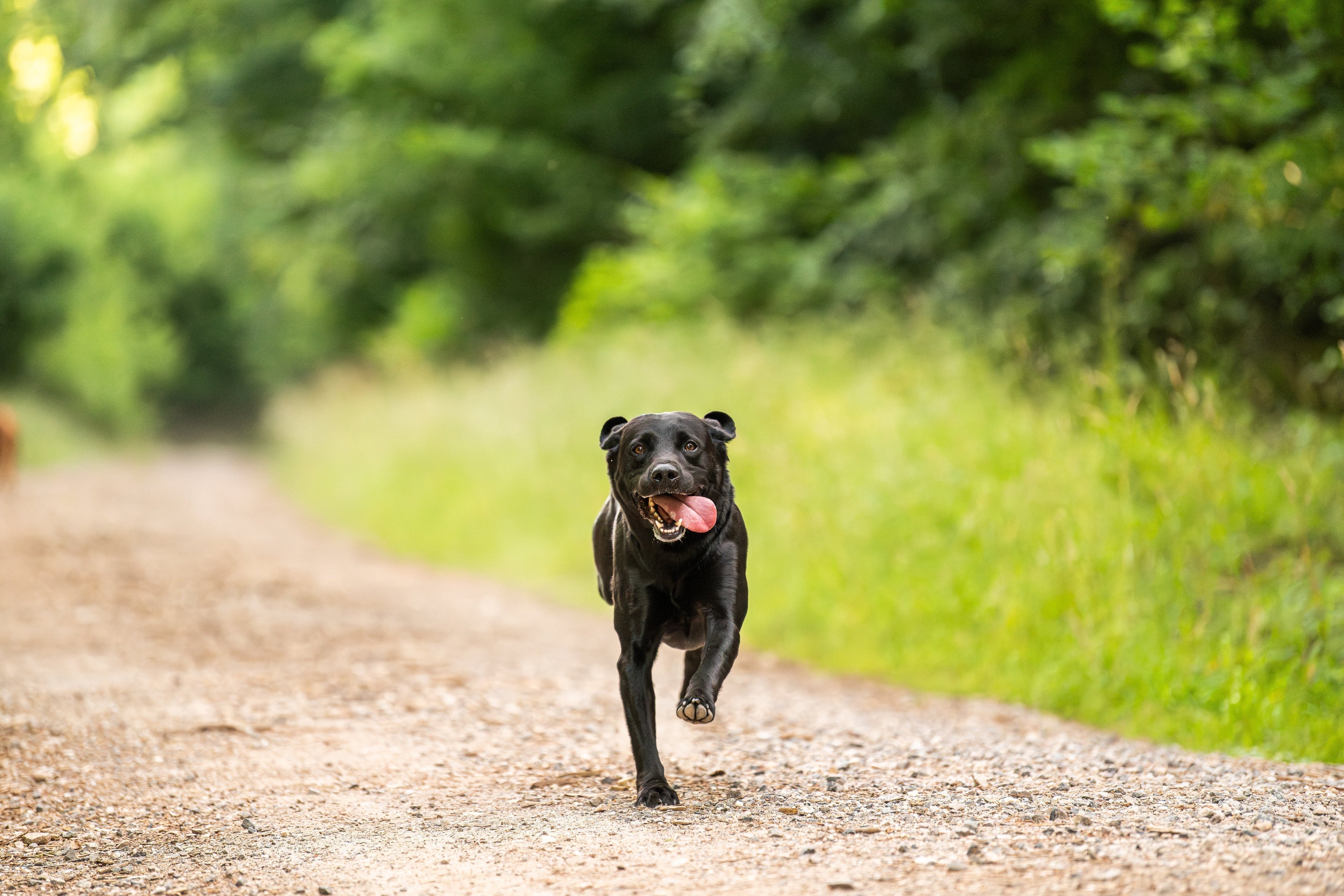 Why Some Dogs Are Always Scratching, Scooting or Feeling Off — A Vet's Guide to the Proinflammatory State