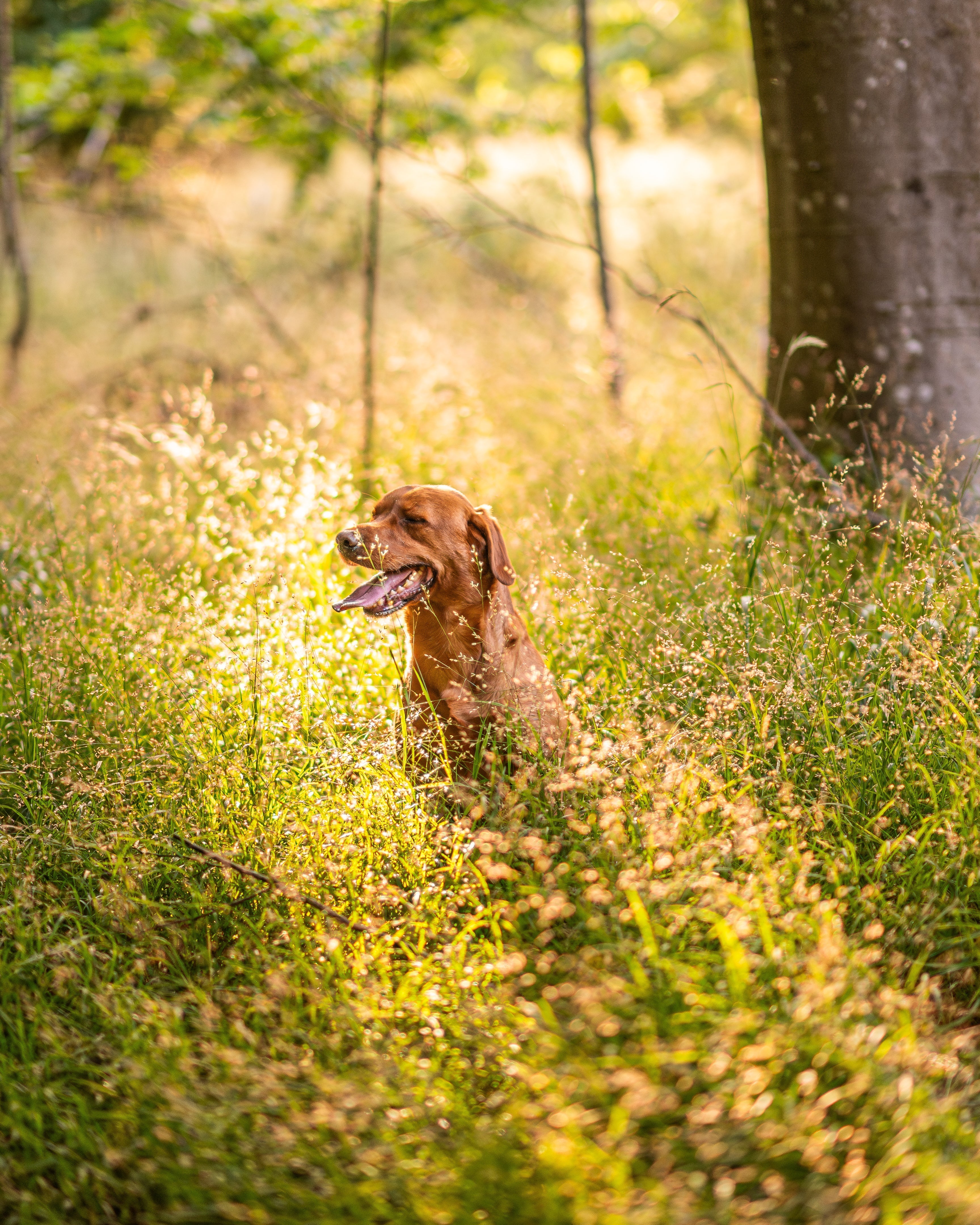 One Product, Two Formulations: Why Your Dog's Diet Changes Everything