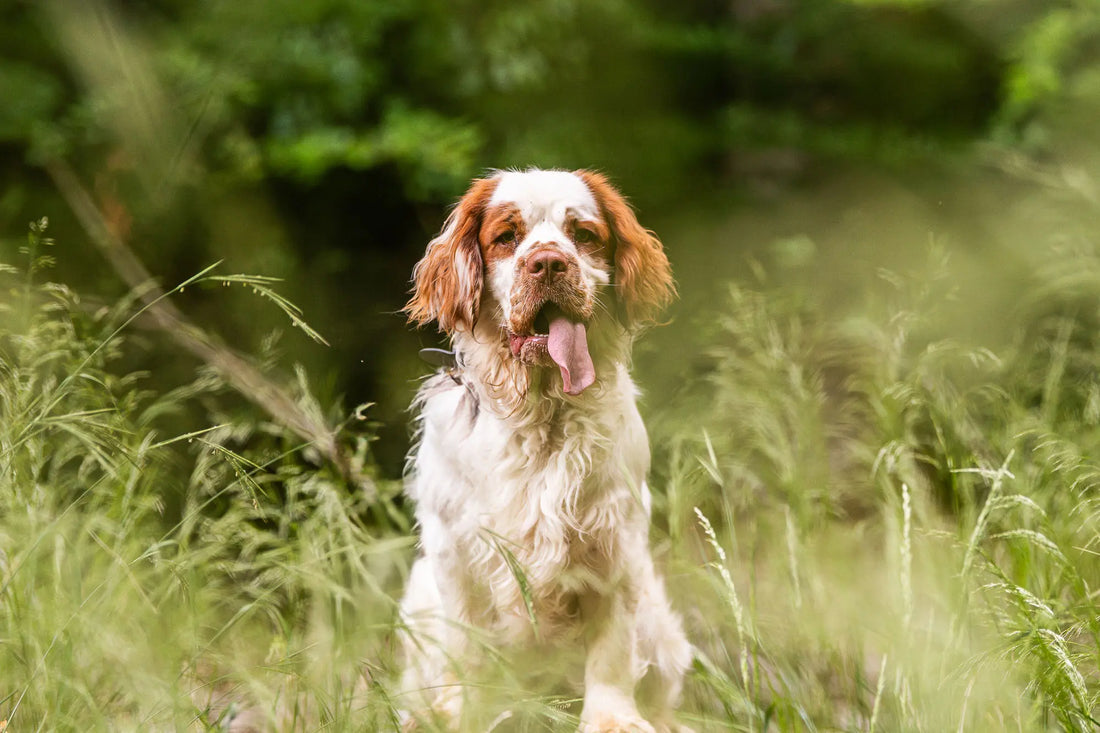 Prebiotics, Probiotics and Postbiotics for Dogs — A Vet's Simple Guide