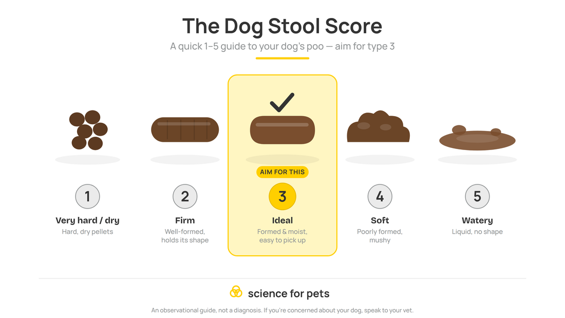What your dog's poo is (and isn't) telling you