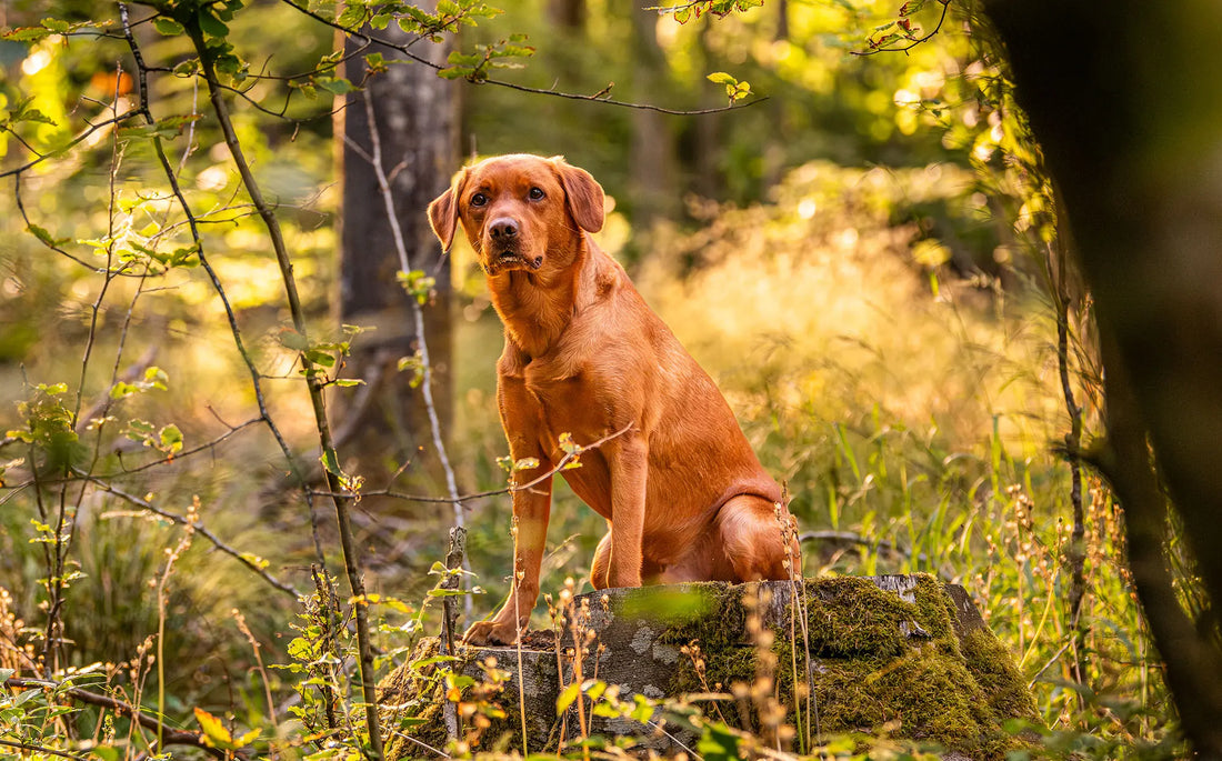 Why Prebiotics, Probiotics and Postbiotics Often Work Better Together for Dogs